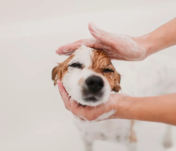 Saiba a importância de não utilizar produtos de higiene humana em pets