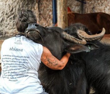 Ong internacional lança campanha para arrecadar fundos para as búfalas que foram abandonadas por fazendeiro no Brasil