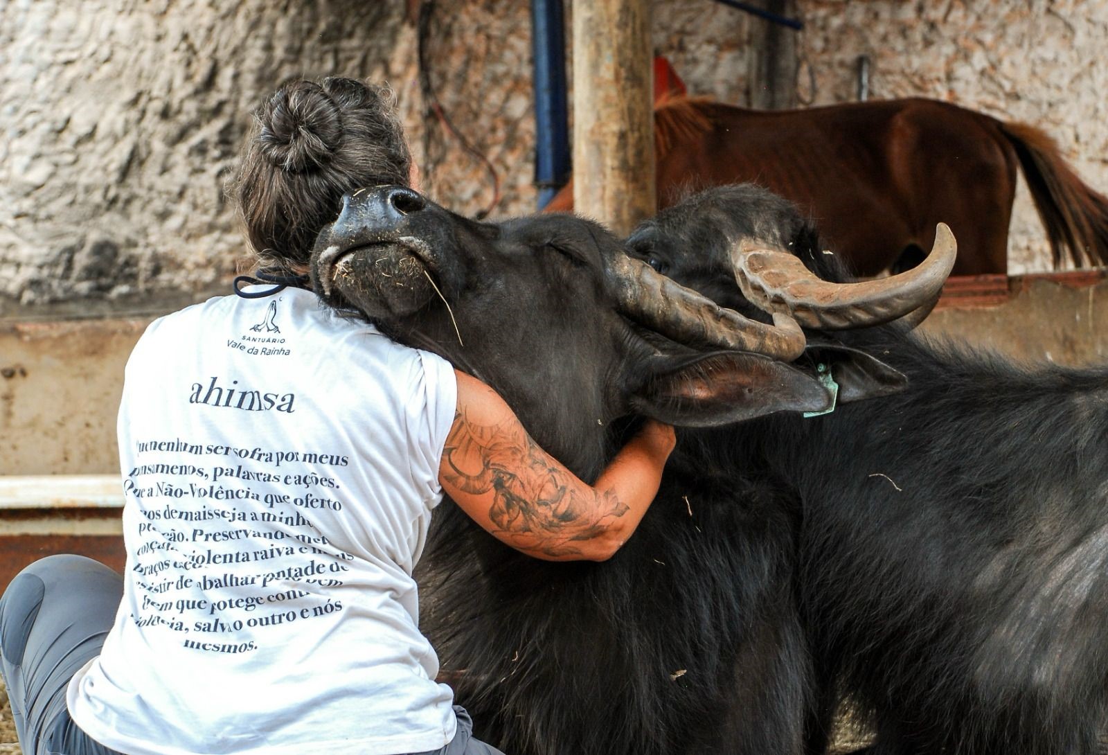 No momento você está vendo Ong internacional lança campanha para arrecadar fundos para as búfalas que foram abandonadas por fazendeiro no Brasil
