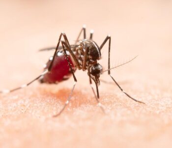 Epidemia de dengue também chama atenção aos sintomas nos olhos; saiba quais são