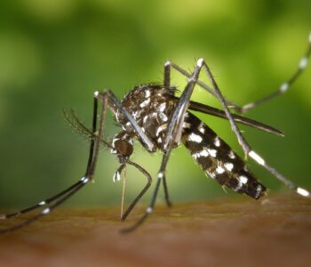 Brasil passa de 1,8 milhão de casos de dengue no ano e bate recorde histórico