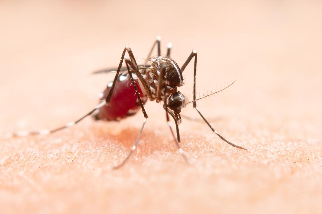 No momento você está vendo Epidemia de dengue também chama atenção aos sintomas nos olhos; saiba quais são