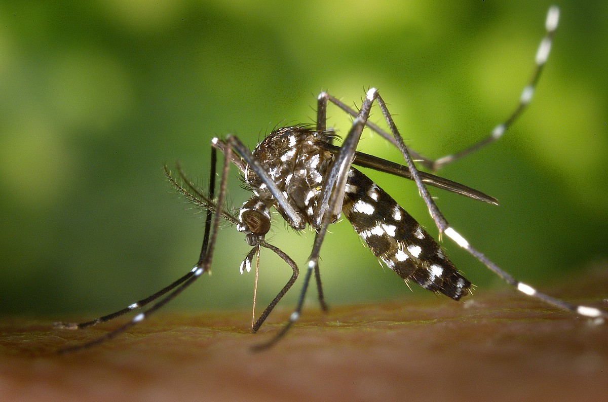 No momento você está vendo Brasil passa de 1,8 milhão de casos de dengue no ano e bate recorde histórico