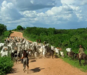 Bahia divulga a última campanha de vacinação contra Febre Aftosa no Estado