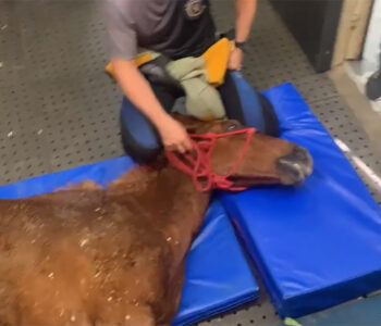 RS: veterinários resgatam cavalo que estava ilhado no telhado