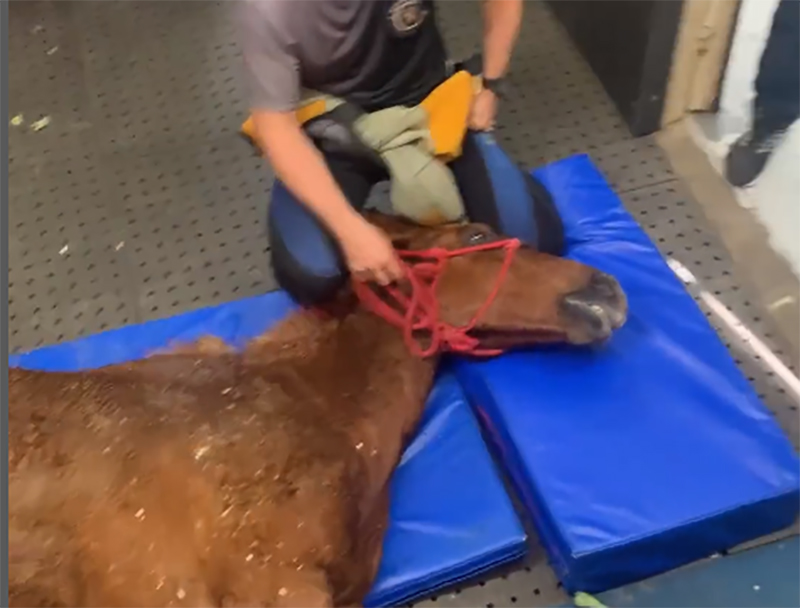 No momento você está vendo RS: veterinários resgatam cavalo que estava ilhado no telhado