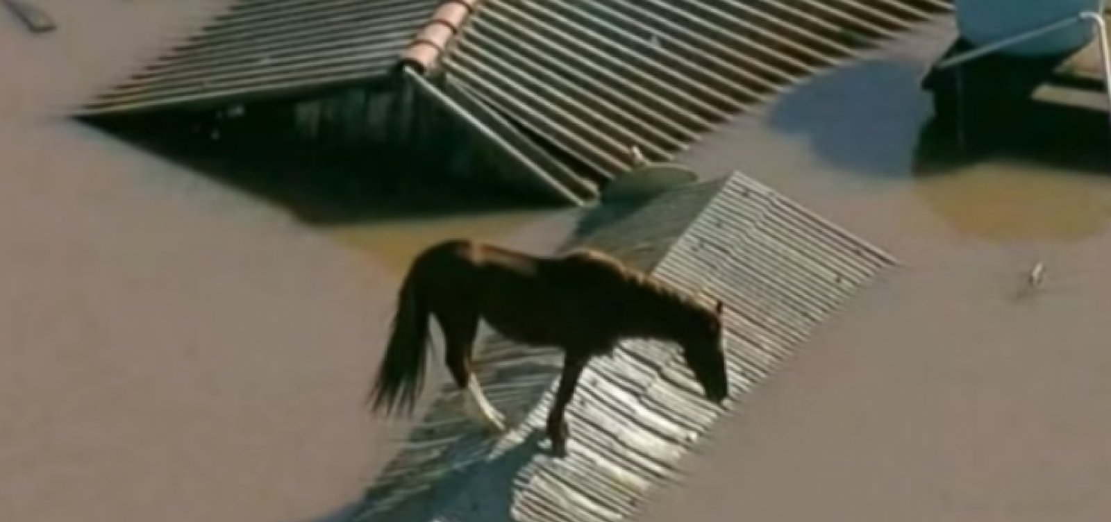 No momento você está vendo Exército é acionado para resgatar cavalo ilhado em telhado no RS