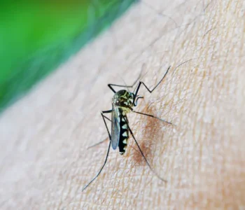Acaba a epidemia de dengue em Salvador