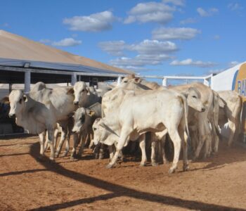 Leilão de gado de corte supera expectativas dos compradores na Bahia Farm Show