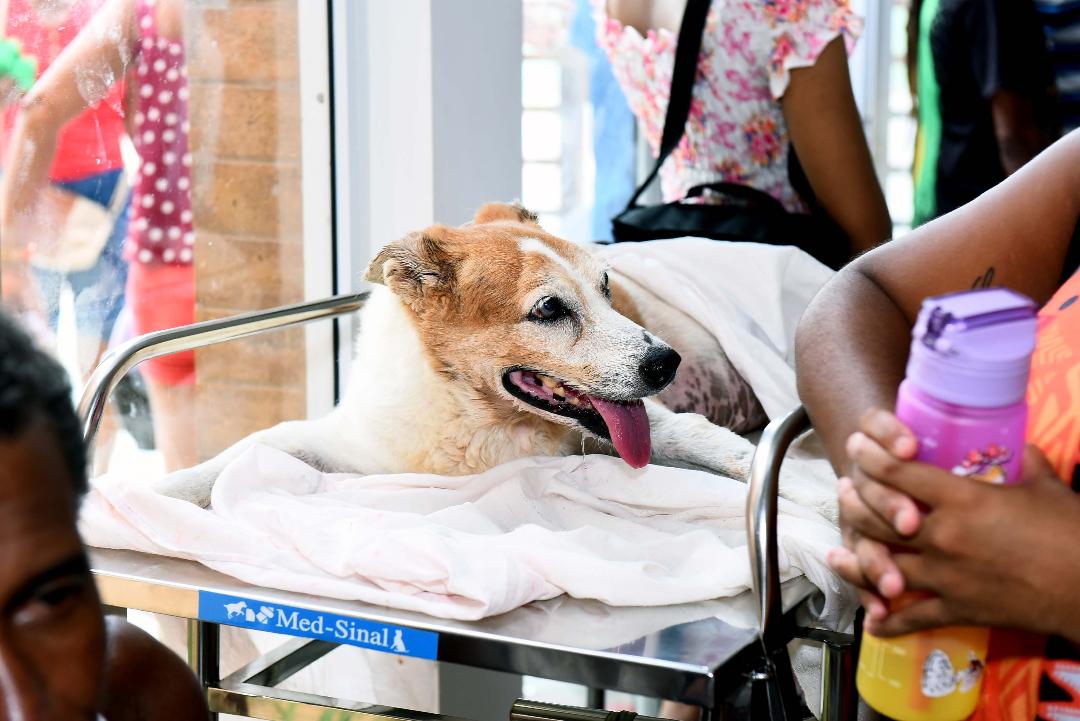 No momento você está vendo Vereador propõe criação de Farmácia Veterinária Popular