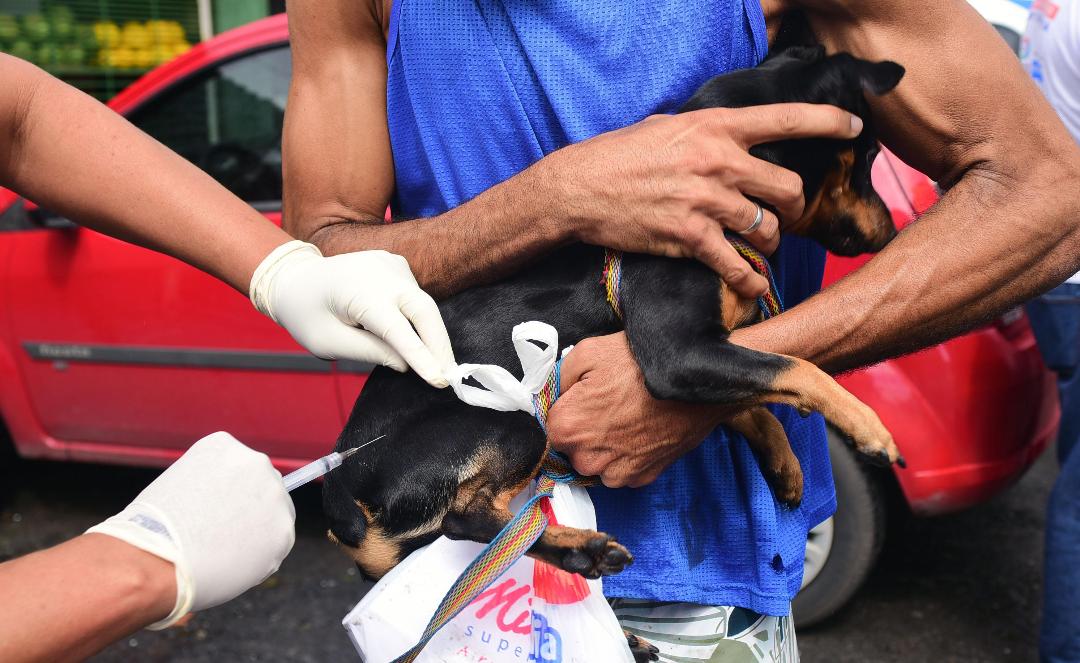 No momento você está vendo Salvador inicia campanha de vacinação antirrábica animal nesta segunda