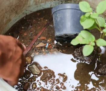 Brasil ultrapassa marca de 5 mil mortes por dengue