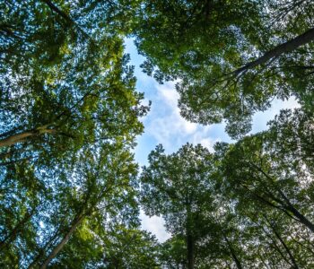 Hidrogênio de baixa emissão de carbono: Nordeste tem potencial para ser polo importante no Brasil