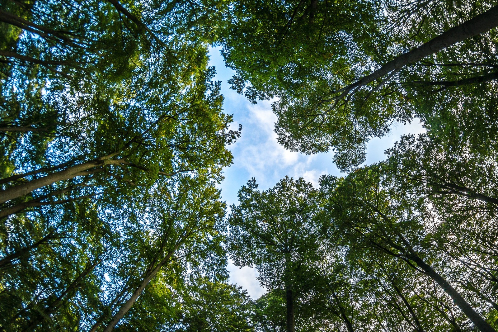 No momento você está vendo Hidrogênio de baixa emissão de carbono: Nordeste tem potencial para ser polo importante no Brasil