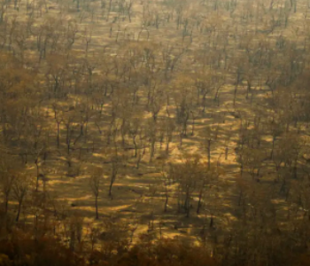 Incêndios e seca na Amazônia e no Pantanal batem marcas históricas