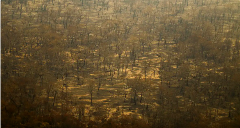 No momento você está vendo Incêndios e seca na Amazônia e no Pantanal batem marcas históricas