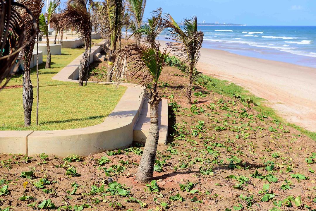 No momento você está vendo Plantio de restinga cultivada em viveiro municipal recupera verde da orla marítima