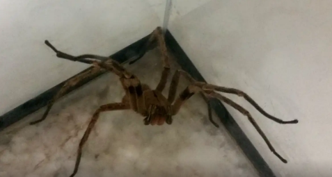 No momento você está vendo Picadas de aranhas são segunda causa de envenenamento no país