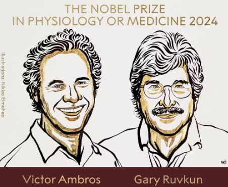 No momento você está vendo Nobel de Medicina 2024 vai para Victor Ambros e Gary Ruvkun pela descoberta dos microRNAs