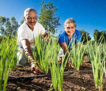 Programa de agricultura familiar na Bahia possibilita aumento de 230% na renda de agricultores