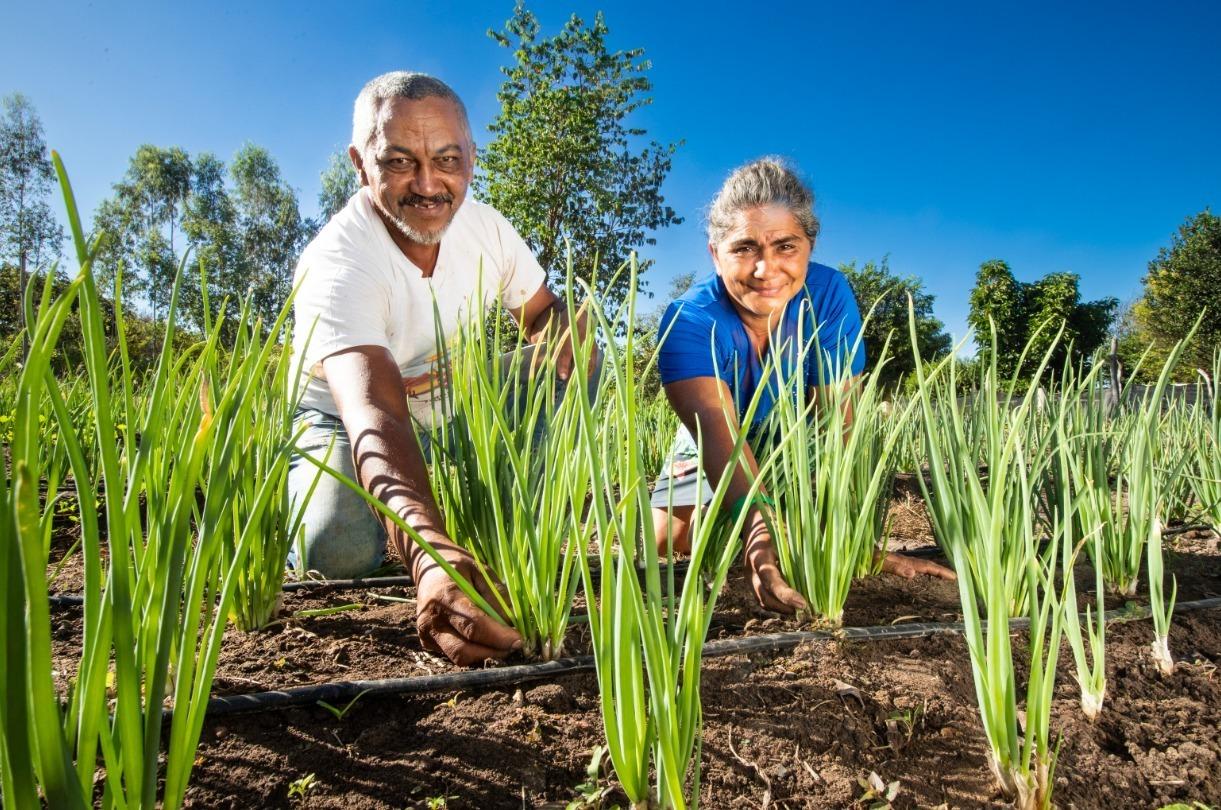 No momento você está vendo Programa de agricultura familiar na Bahia possibilita aumento de 230% na renda de agricultores