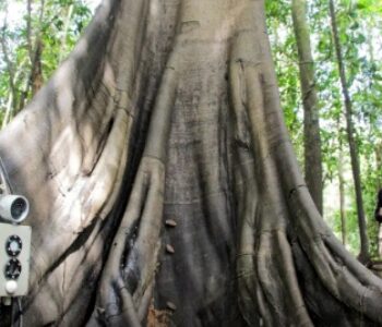 Tecnologias monitoram biodiversidade, árvores e ar da Amazônia