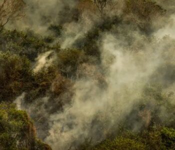 Crise climática pode provocar nova extinção em massa, diz pesquisador