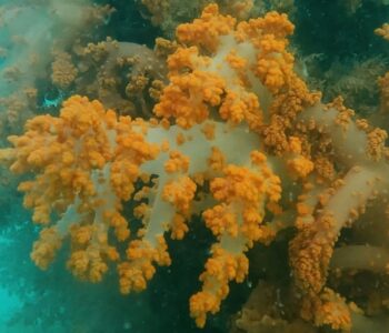 Bahia promove ação pioneira de remoção de coral invasor na Baía de Todos os Santos
