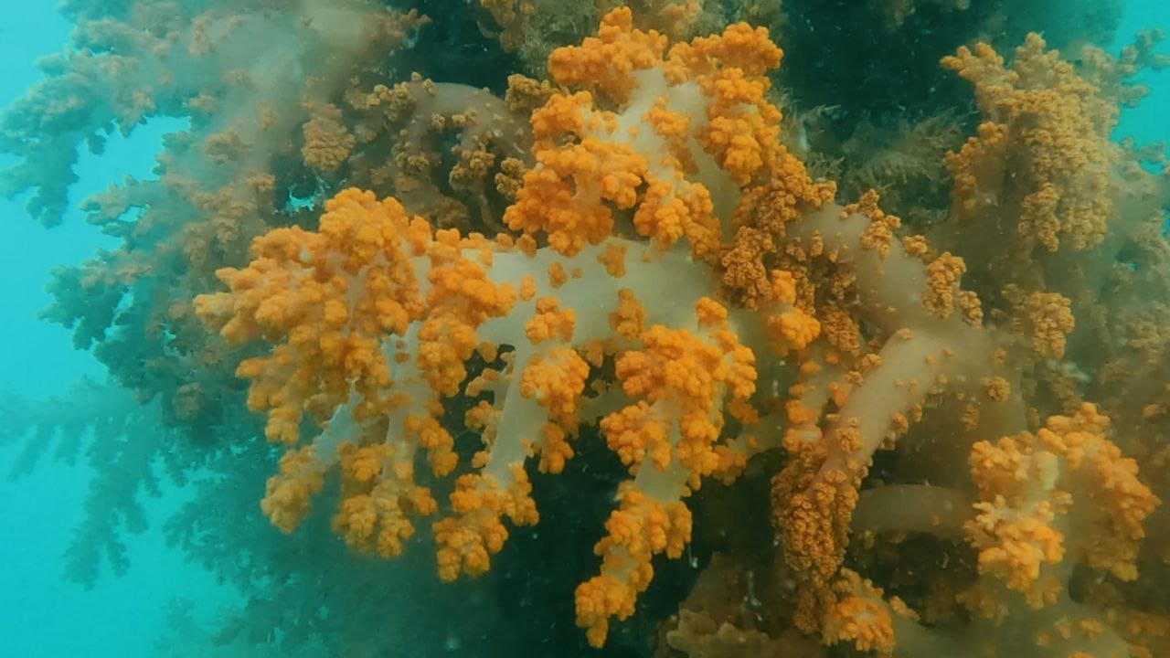 No momento você está vendo Bahia promove ação pioneira de remoção de coral invasor na Baía de Todos os Santos