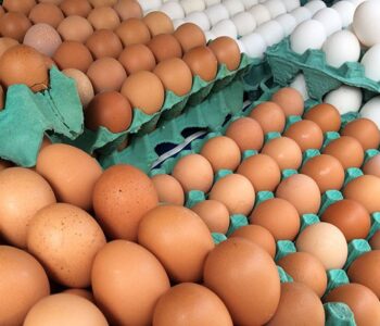 Ovos de granja com caso de gripe aviária estão rastreados