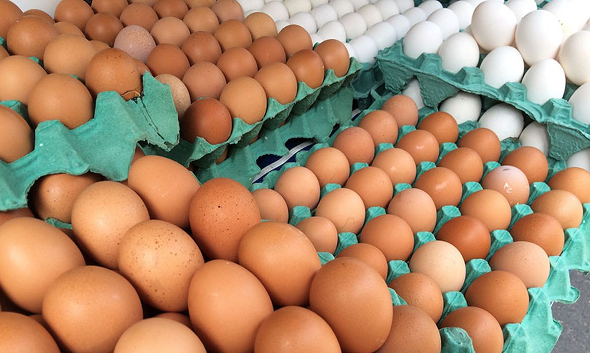 No momento você está vendo Ovos de granja com caso de gripe aviária estão rastreados