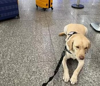 TAP cede aos protestos e ações e embarca Teddy, cão que auxilia menina autista