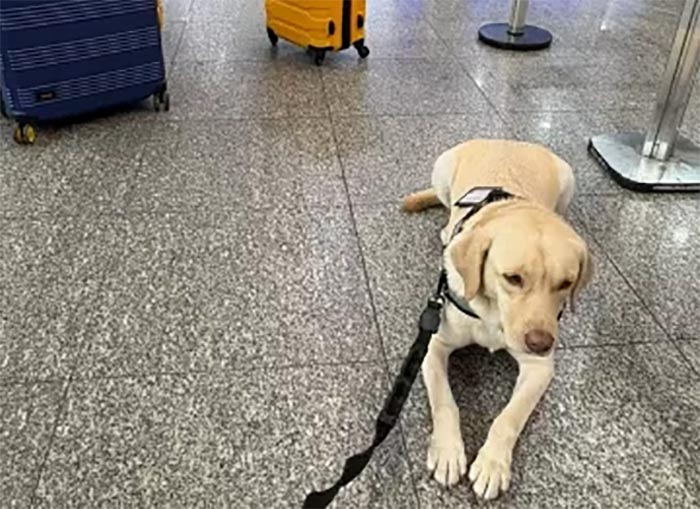 No momento você está vendo TAP cede aos protestos e ações e embarca Teddy, cão que auxilia menina autista