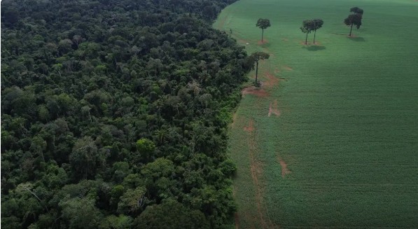 No momento você está vendo Trópicos registram perda recorde de floresta primária