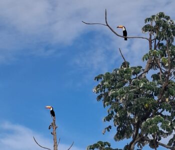 Bracell usa tecnologia para registro de fauna e reforça compromisso com meio ambiente