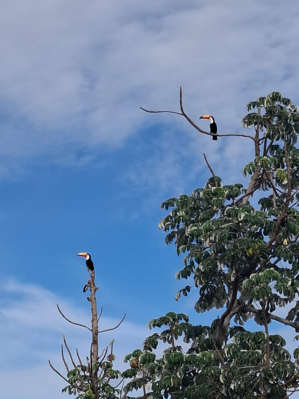 No momento você está vendo Bracell usa tecnologia para registro de fauna e reforça compromisso com meio ambiente