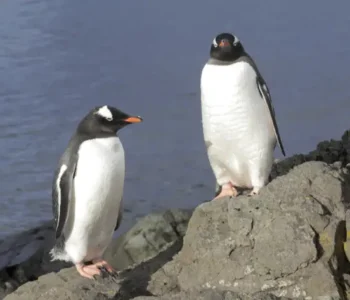 Mais de 700 pinguins são encontrados mortos no litoral de São Paulo