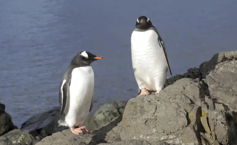 No momento você está vendo Mais de 700 pinguins são encontrados mortos no litoral de São Paulo