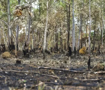 Ano de 2025 é quinto com maior área atingida por queimadas até agosto