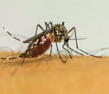 Infecções por Aedes aegypti elevam risco de complicações no parto