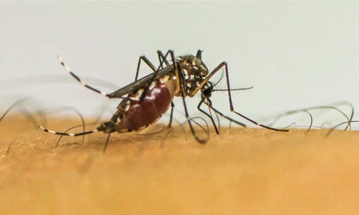 No momento você está vendo Infecções por Aedes aegypti elevam risco de complicações no parto