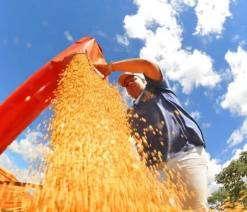 Safra deve recuar 3,7% em 2026, depois de um 2025 recorde