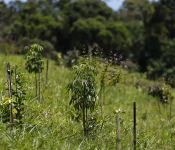 Revisão do IBGE: Mata Atlântica perde 1% de área e Cerrado ganha 1,8%