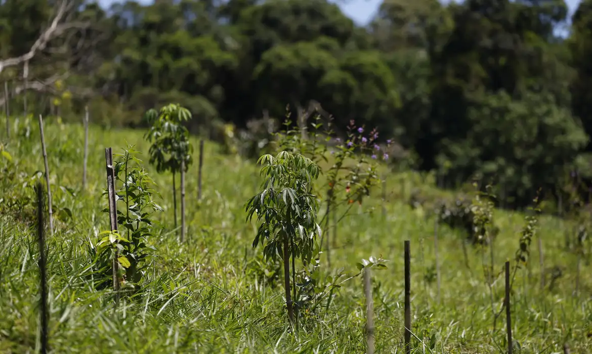 No momento você está vendo Revisão do IBGE: Mata Atlântica perde 1% de área e Cerrado ganha 1,8%