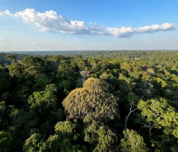 COP30: o que é, quando acontece e o que será discutido em Belém