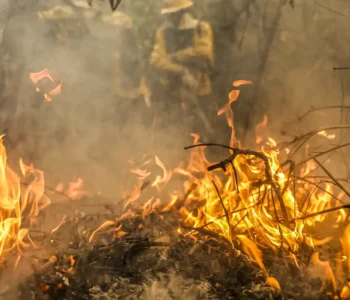 Pantanal é o bioma mais atingido pelo aumento da temperatura no país