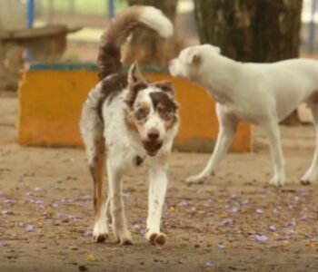 Brasil tem cerca de 30 milhões de animais domésticos abandonados