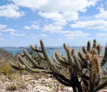Ameaçada de desertificação, Caatinga terá área recuperada