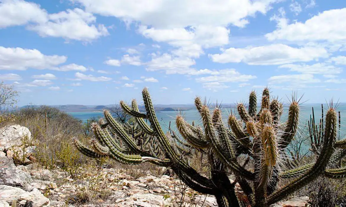 No momento você está vendo Ameaçada de desertificação, Caatinga terá área recuperada