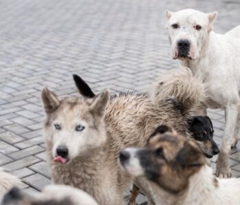 Prefeito sanciona novas leis para proteção animal em Salvador